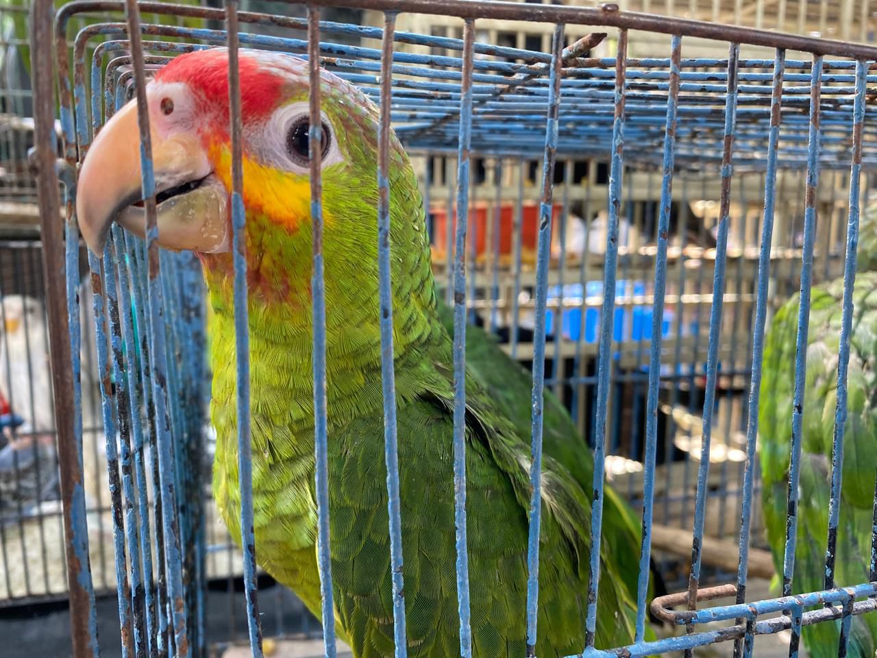 Rescatan 68 animales del tianguis del Baratillo