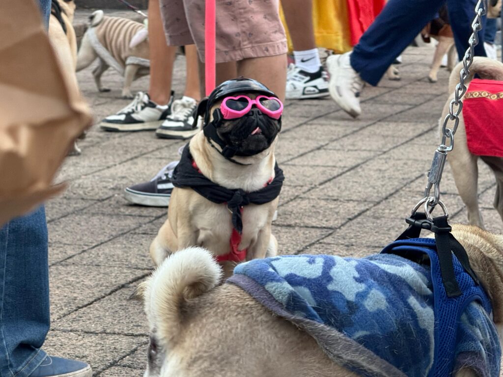 Invaden pugs a Chapultepec