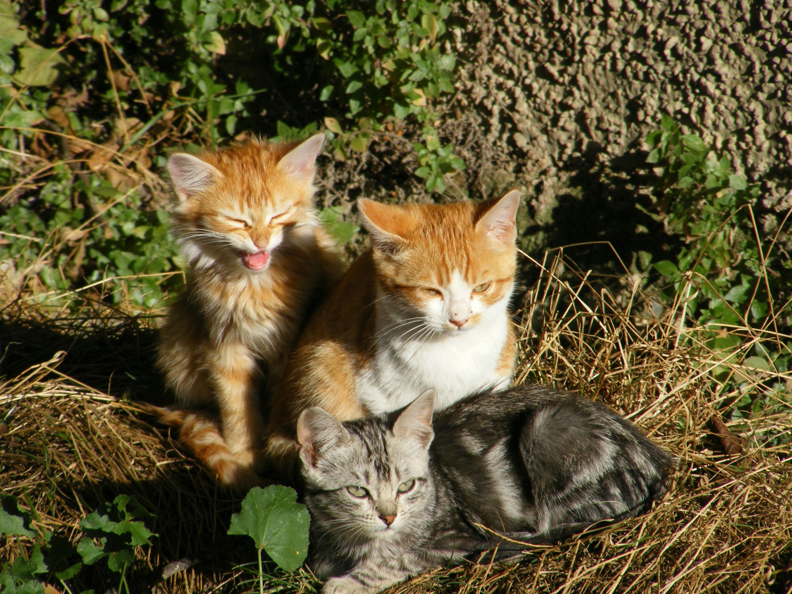 gatos-unsplash
