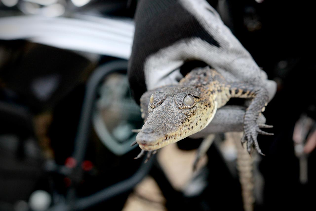 Resguardan cría de cocodrilo abandonada en Parque Morelos, Guadalajara