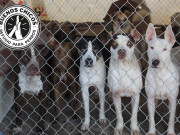 Zapopan mantiene bajo amenaza de clausura al Refugio Buenos Chicos; buscan sacar a los perritos