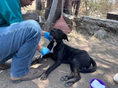 Atienden caso de maltrato animal en El Salto; perro baleado se encuentra estable