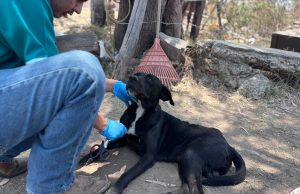 Atienden caso de maltrato animal en El Salto; perro baleado se encuentra estable
